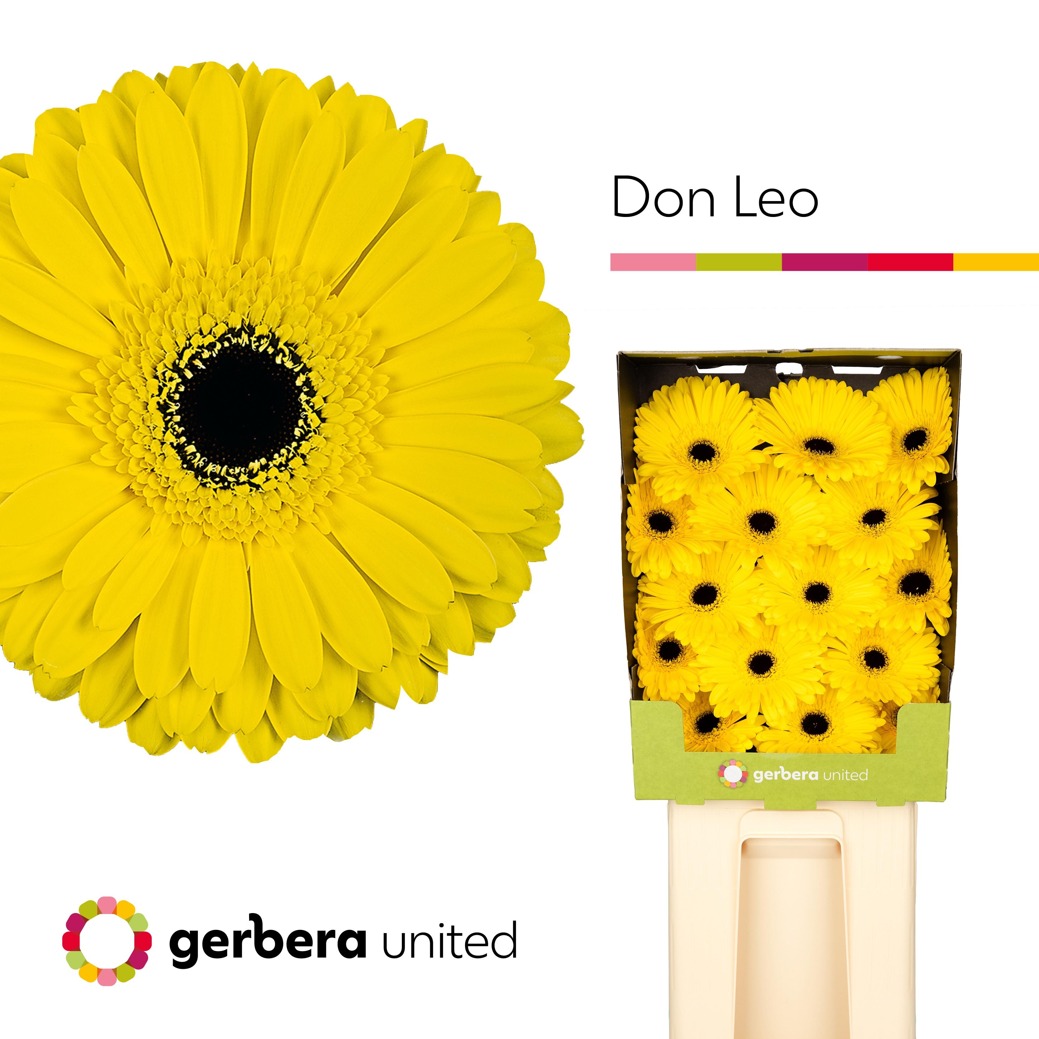 Срезанные цветы оптом Gerbera diamond don leo от 15шт из Голландии с доставкой по России