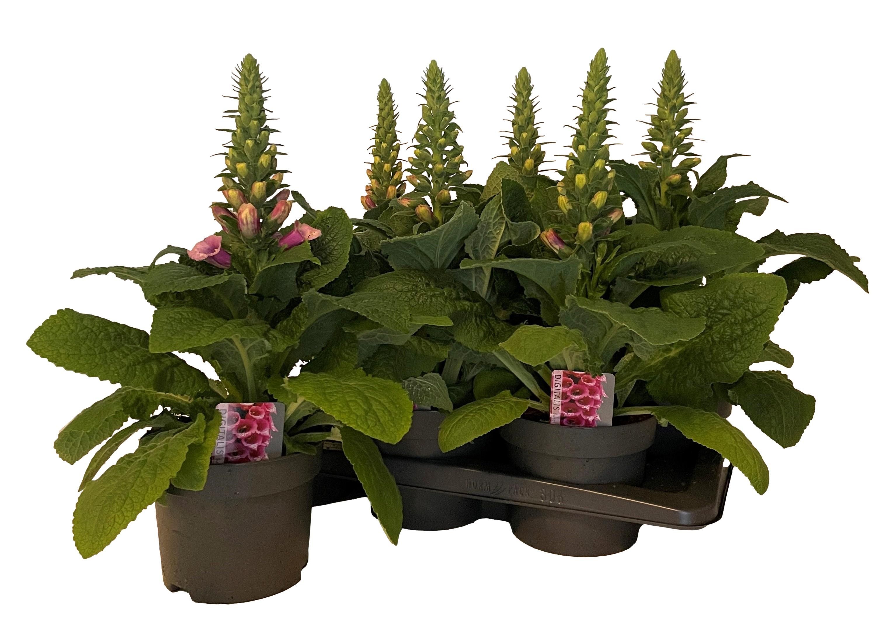 Горшечные цветы и растения оптом Digi Ov от 6шт из Голландии с доставкой по России