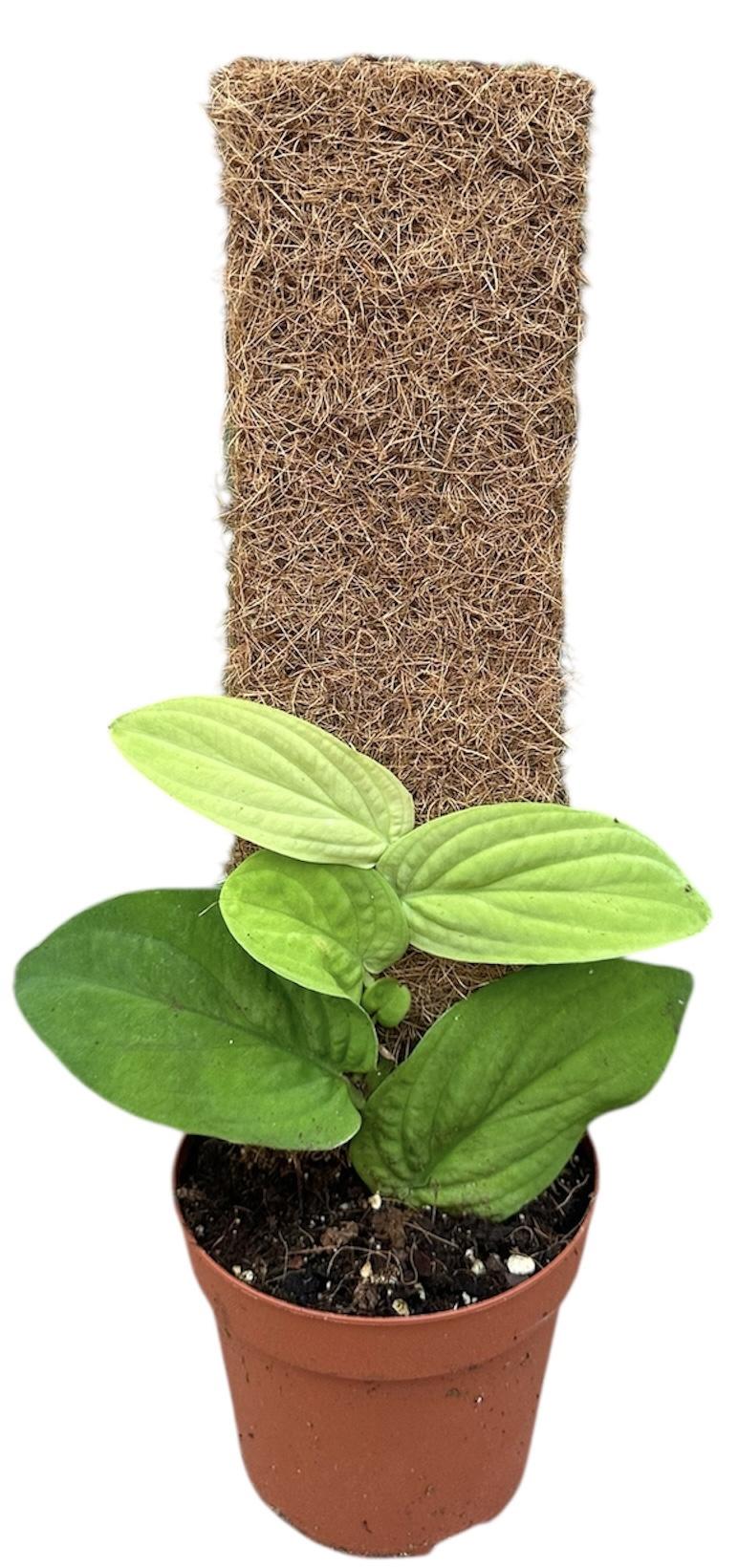 Горшечные цветы и растения оптом Rhaphidophora Korthalsii Aurea от 1шт из Голландии с доставкой по России