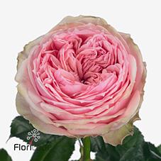 Срезанные цветы оптом Rosa garden pride of jane от 30шт из Голландии с доставкой по России