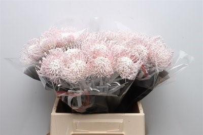 Срезанные цветы оптом Nutans paint white от 30шт из Голландии с доставкой по России