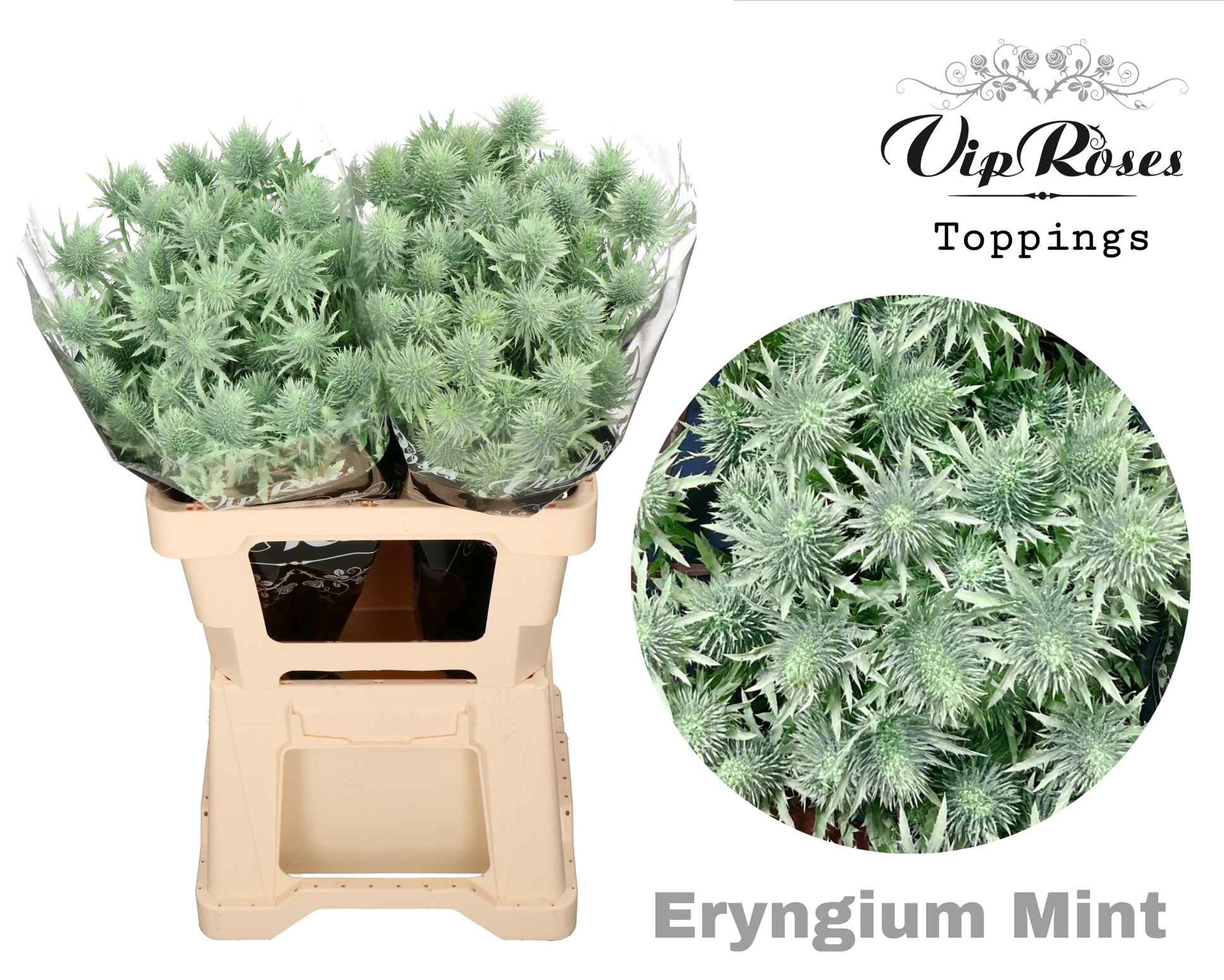 Срезанные цветы оптом Eryngium supernova paint mint от 20шт из Голландии с доставкой по России