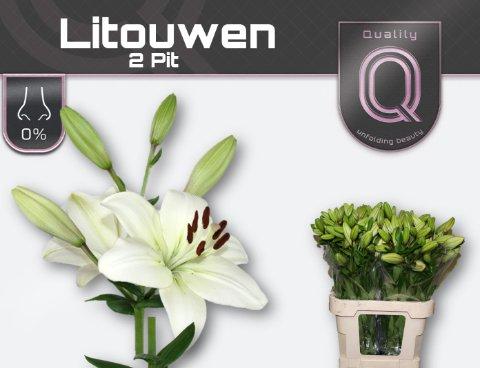 Срезанные цветы оптом Lilium la litouwen от 80шт из Голландии с доставкой по России Срезанные цветы оптом Lilium la litouwen от 80шт из Голландии с доставкой по России
