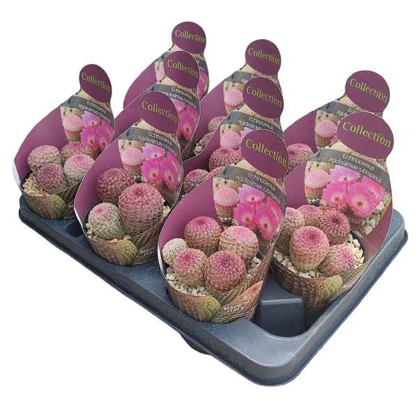 Горшечные цветы и растения оптом Echinocereus Rigidissimus Rubrispinus Potcover от 9шт из Голландии с доставкой по России
