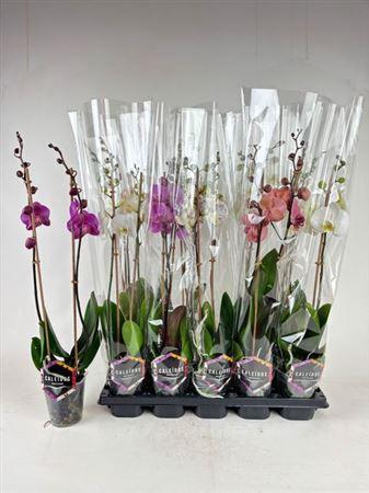 Горшечные цветы и растения оптом ** Phal Gem 4 Kl 2 Branches 16+ *spring Deal от 10шт из Голландии с доставкой по России