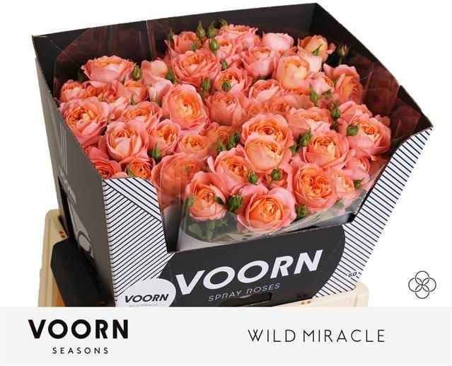 Срезанные цветы оптом Rosa spray wild miracle от 30шт из Голландии с доставкой по России