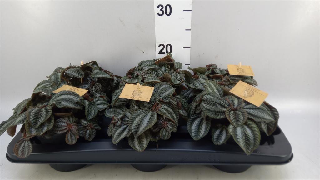 Горшечные цветы и растения оптом Pilea norfolk от 6шт из Голландии с доставкой по России