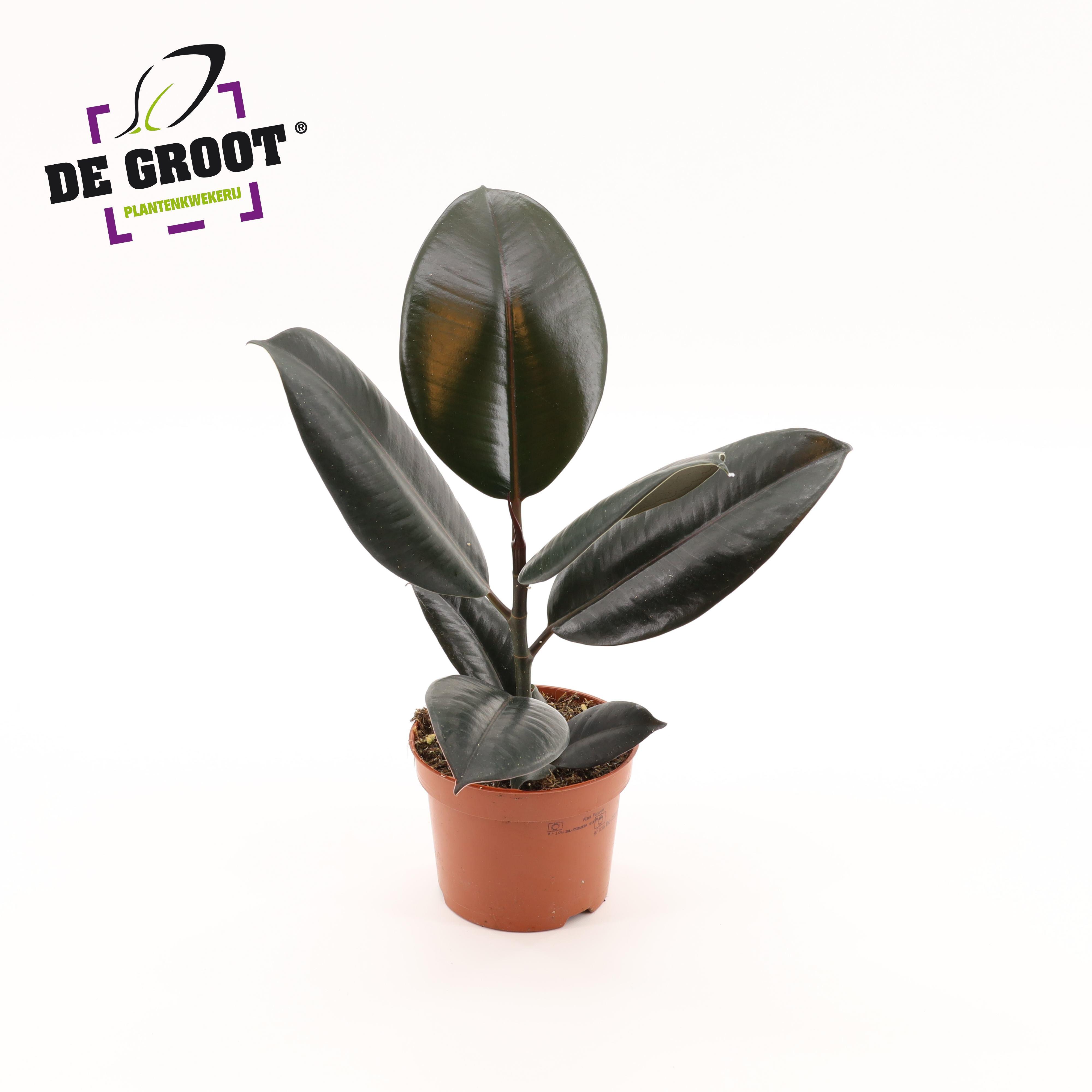 Горшечные цветы и растения оптом Ficus El Abidjan от 10шт из Голландии с доставкой по России