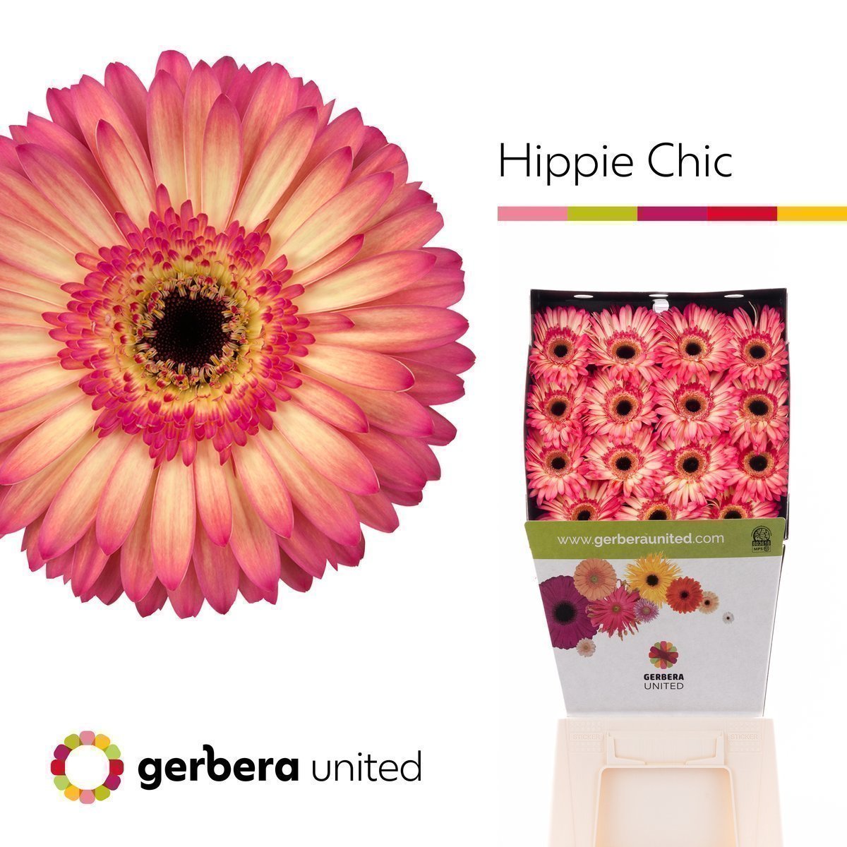 Срезанные цветы оптом Gerbera diamond hippie chic от 30шт из Голландии с доставкой по России