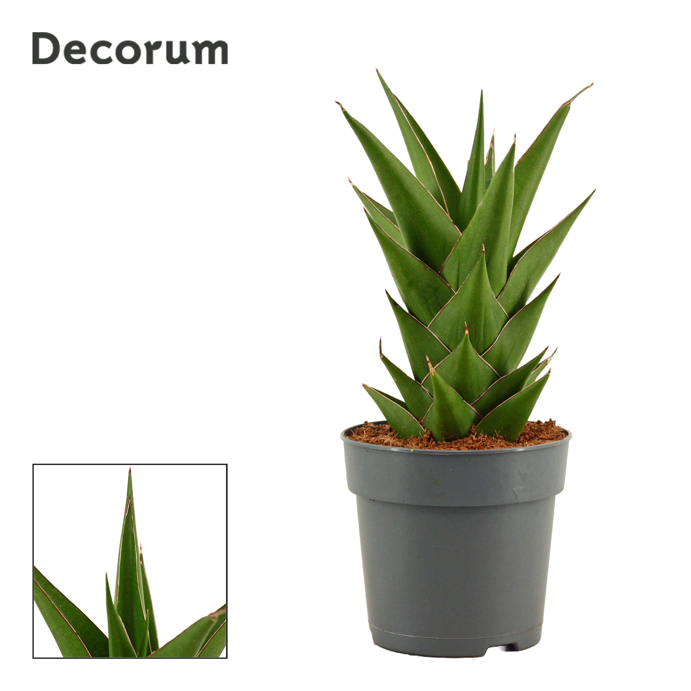 Горшечные цветы и растения оптом Sansevieria Temple Crown (decorum) от 10шт из Голландии с доставкой по России