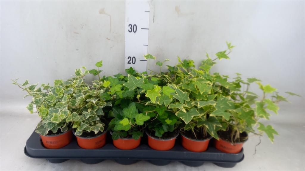 Горшечные цветы и растения оптом Hedera Helix   ...mix 3 от 18шт (для телеги) из Голландии с доставкой по России