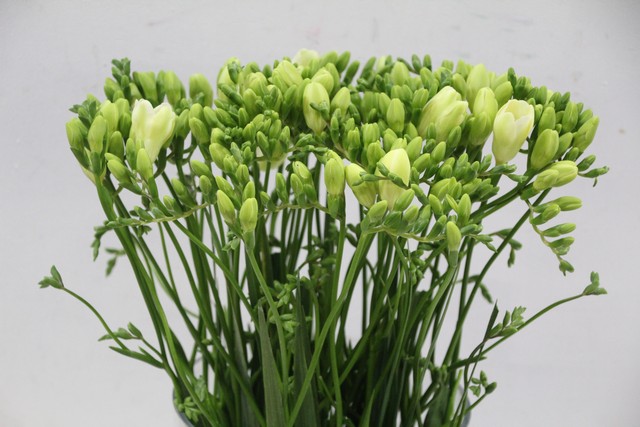 Срезанные цветы оптом Freesia si ambassador от 100шт из Голландии с доставкой по России