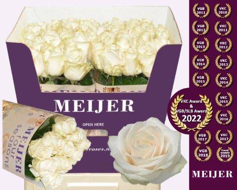 Срезанные цветы оптом Rosa large four seasons+ от 50шт из Голландии с доставкой по России