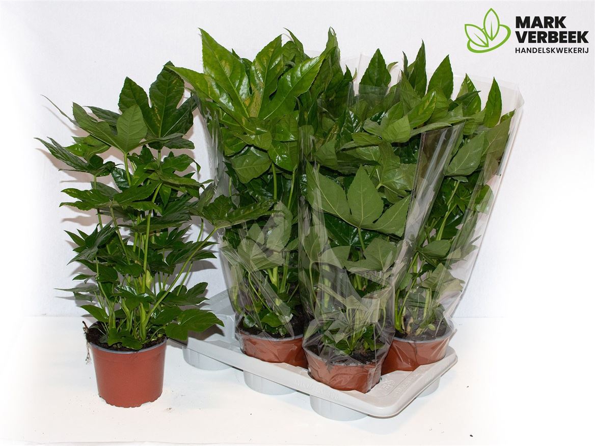 Горшечные цветы и растения оптом Fatsia Japonica от 6шт из Голландии с доставкой по России