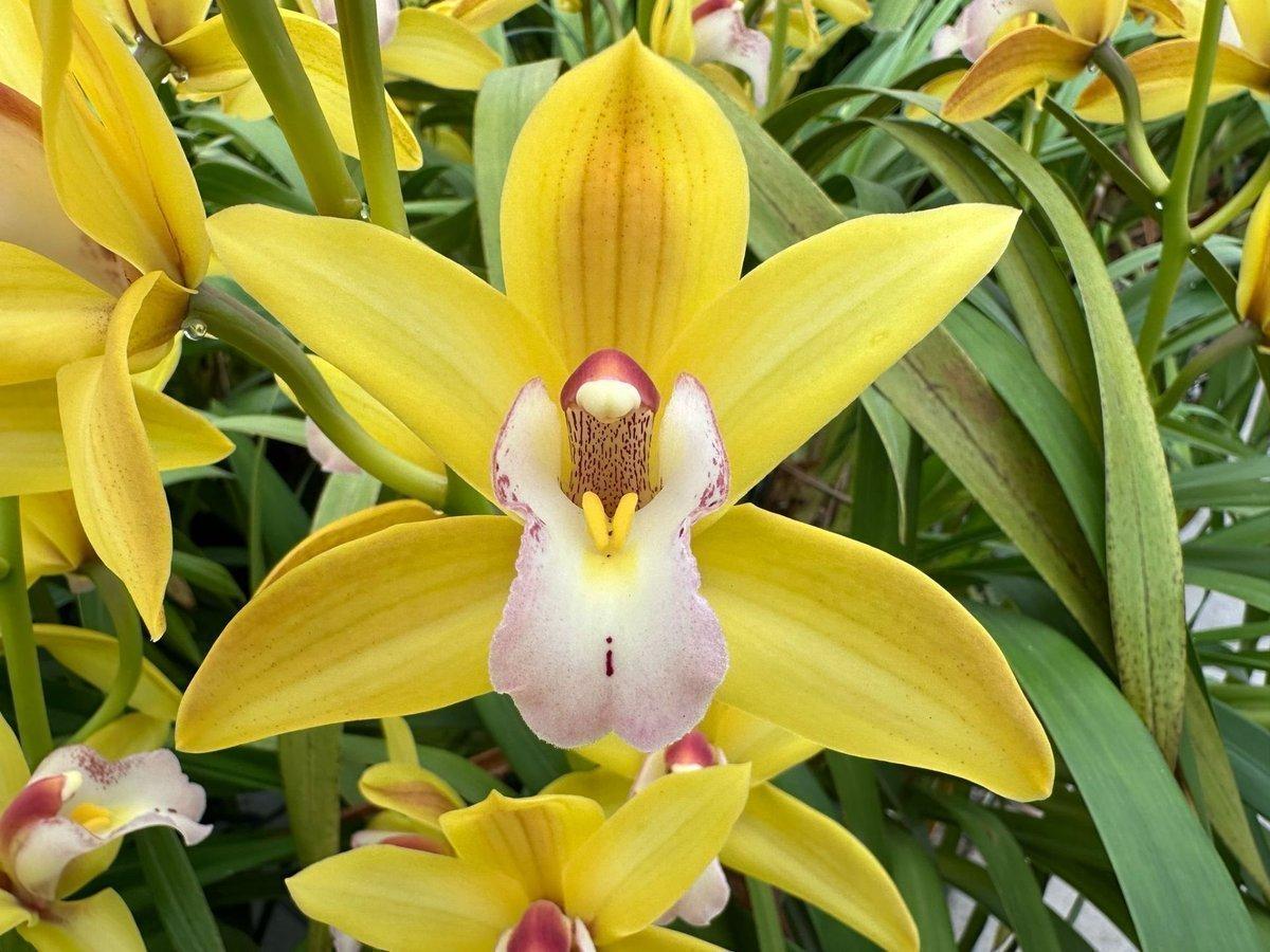 Срезанные цветы оптом Minicymbidium green tiger tail от 20шт. из Голландии с доставкой по России