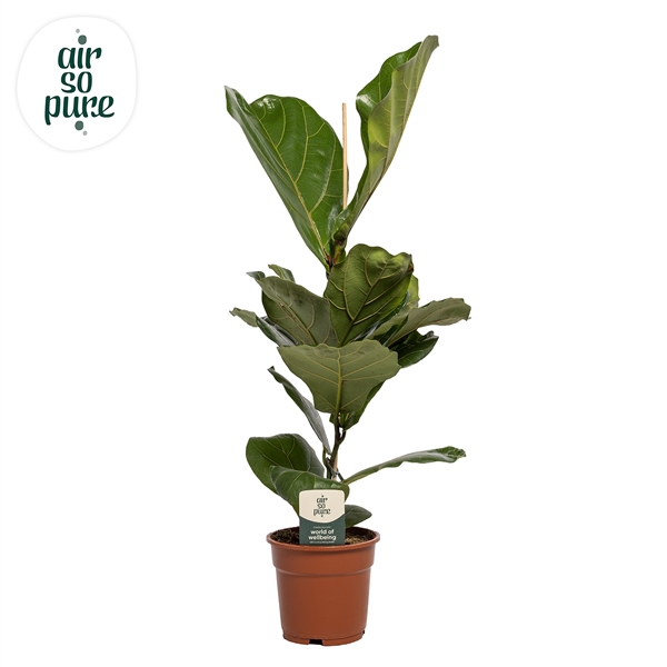 Горшечные цветы и растения оптом Ficus Lyrata (air So Pure) от 6шт из Голландии с доставкой по России