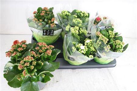 Горшечные цветы и растения оптом Kalan Gevuld 15 Cm Gemengd 4 Kleuren от 6шт из Голландии с доставкой по России