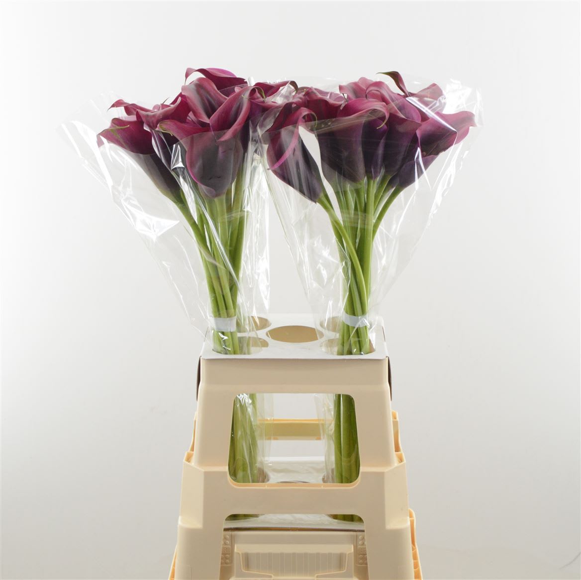 Срезанные цветы оптом Zantedeschia dior от 30шт из Голландии с доставкой по России