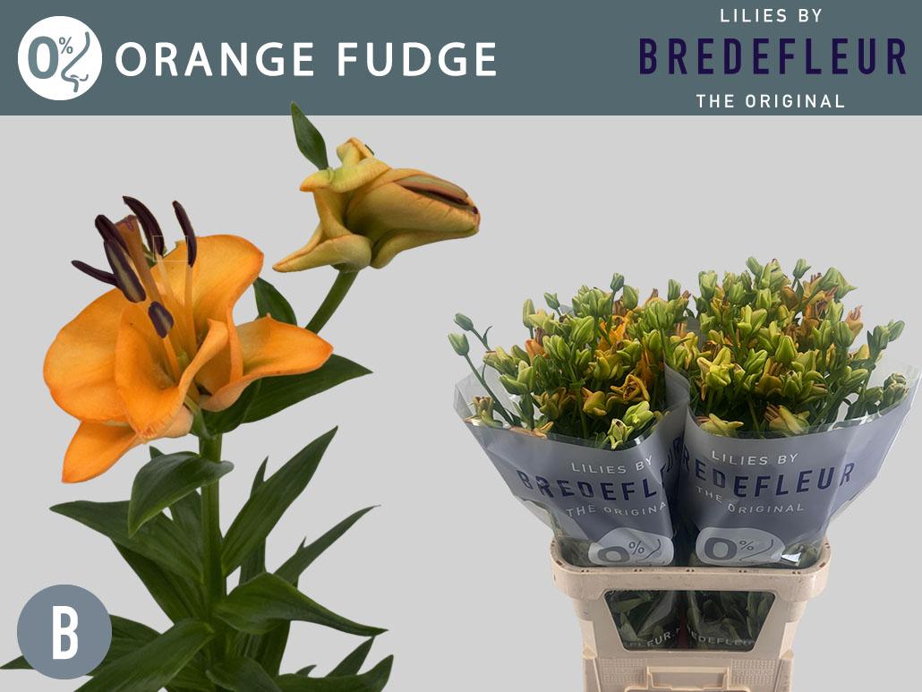 Срезанные цветы оптом Lilium la orange fudge от 50шт из Голландии с доставкой по России