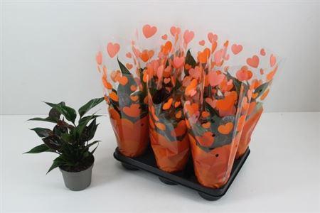 Горшечные цветы и растения оптом Anthu A Paris Black 4+ от 6шт из Голландии с доставкой по России