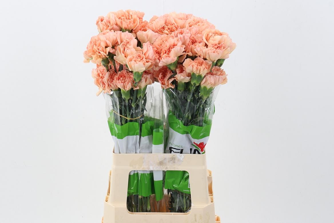 Срезанные цветы оптом Dianthus st paint orange от 80шт из Голландии с доставкой по России