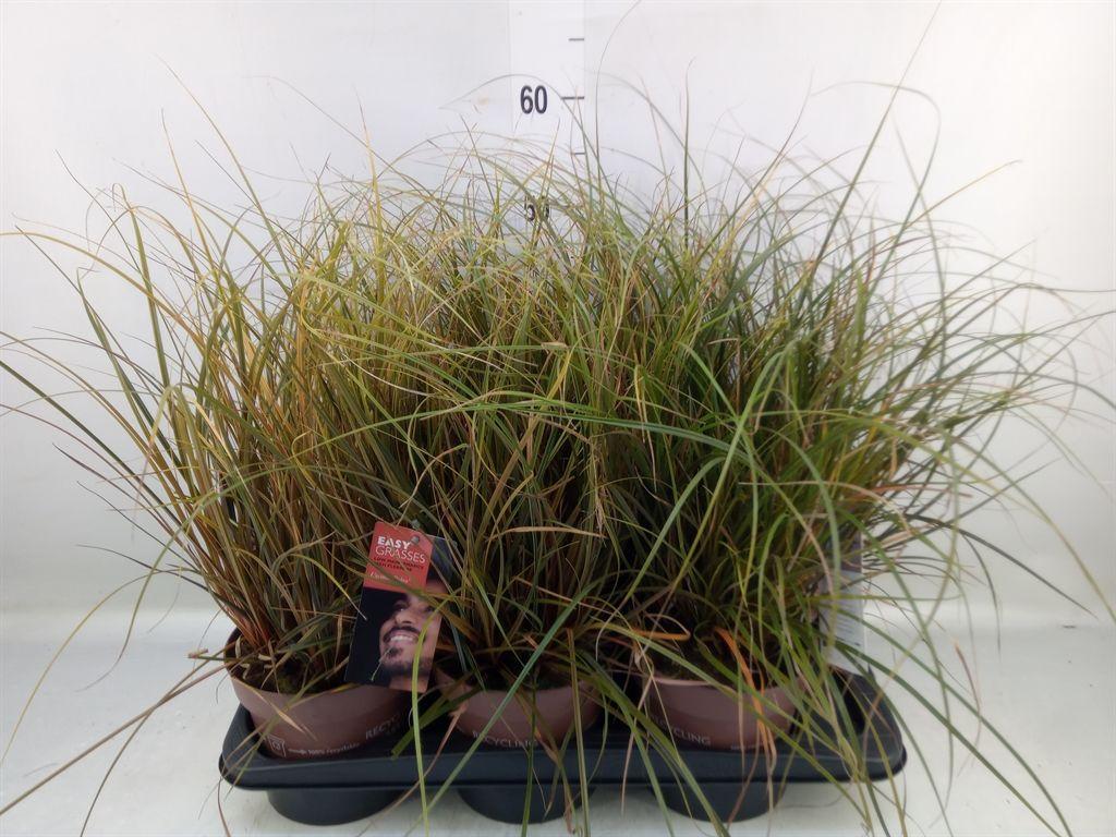 Горшечные цветы и растения оптом Uncinia Rubra от 6шт из Голландии с доставкой по России