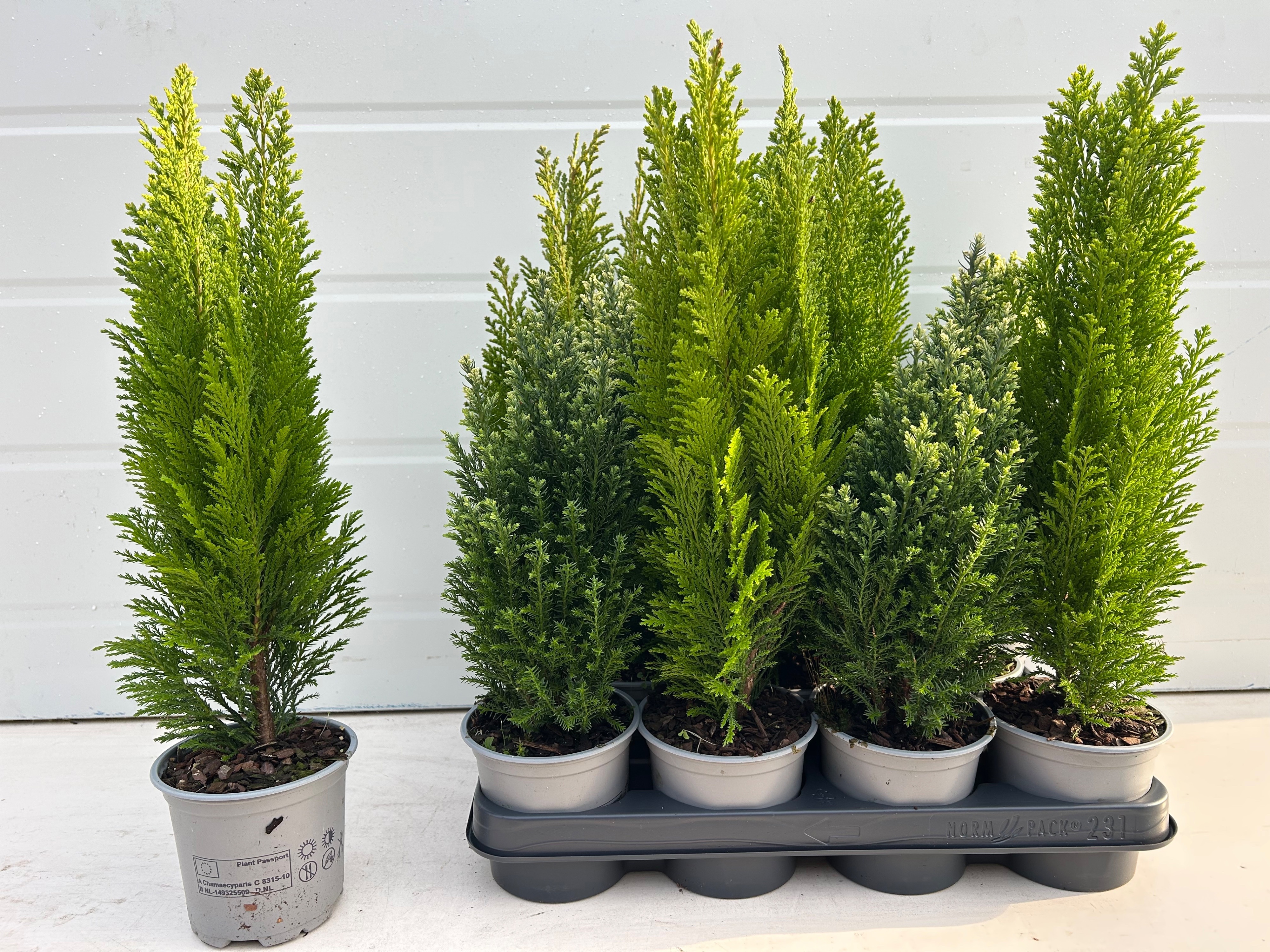 Горшечные цветы и растения оптом Coniferen Gem от 11шт из Голландии с доставкой по России