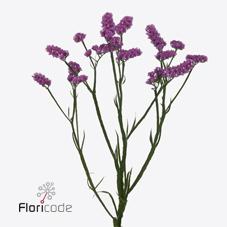 Срезанные цветы оптом Statice raspberry wings от 50шт из Голландии с доставкой по России