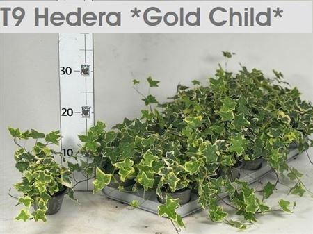 Горшечные цветы и растения оптом Hed He Goldchild от 18шт (для телеги) из Голландии с доставкой по России