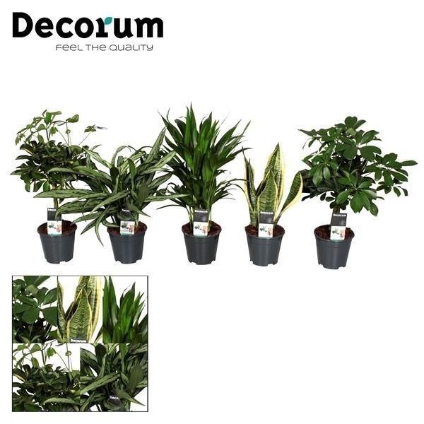 Горшечные цветы и растения оптом Plantmix Jamaica (decorum) от 7шт из Голландии с доставкой по России