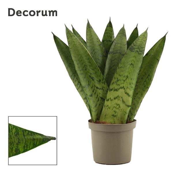 Горшечные цветы и растения оптом Sansevieria Zeylanica Fan (decorum) от 18шт (для телеги) из Голландии с доставкой по России