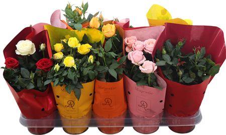 Горшечные цветы и растения оптом Rosa Mix P12 Dolcamore(r) Maje от 10шт из Голландии с доставкой по России