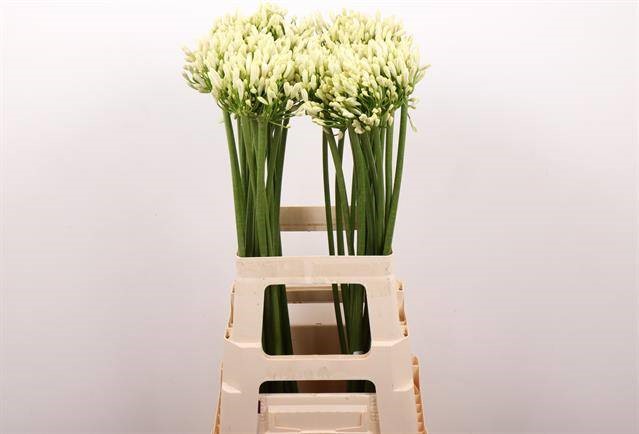 Срезанные цветы оптом Agapanthus gletsjer от 60шт. из Голландии с доставкой по России