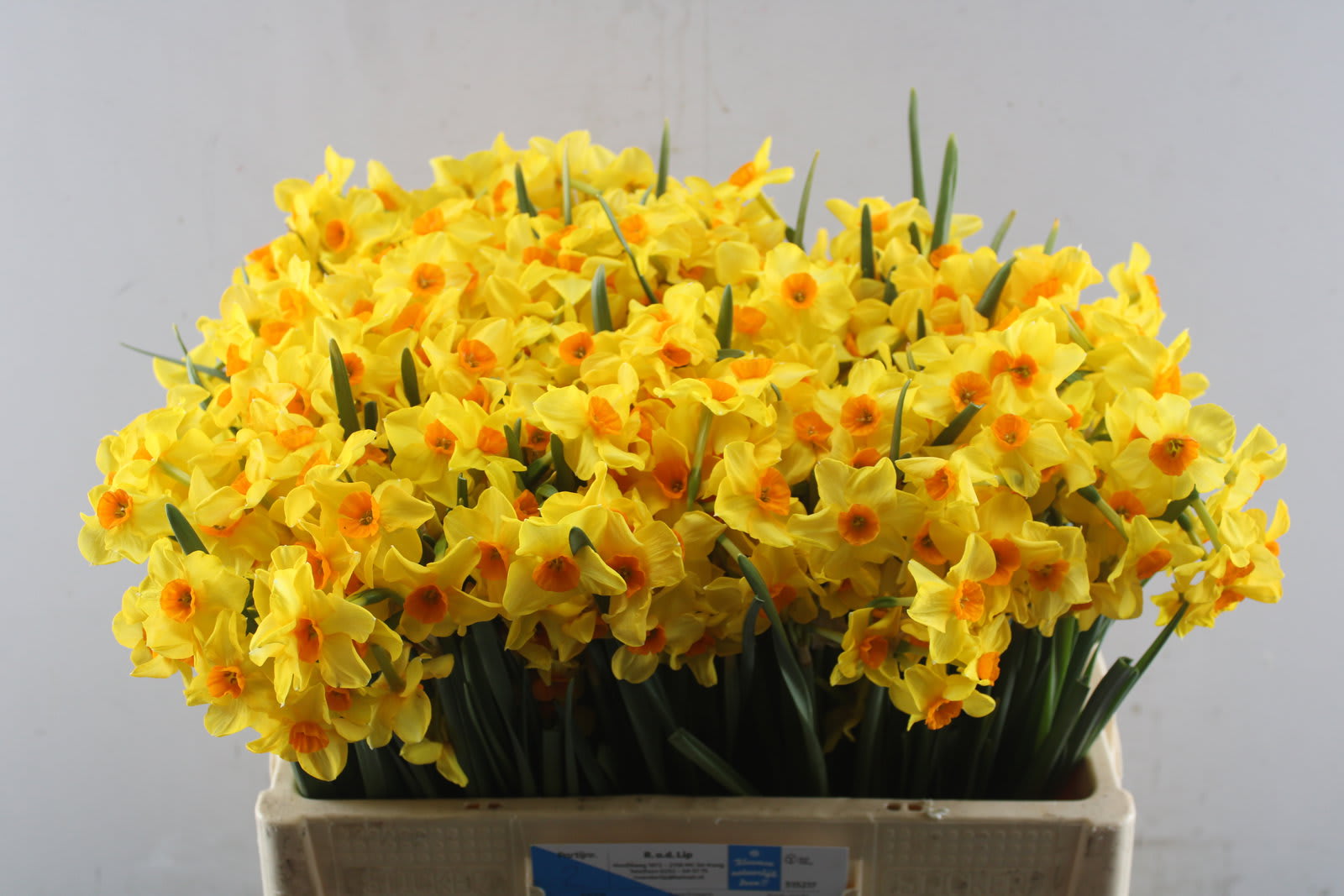 Срезанные цветы оптом Narcissus sp martinette от 150шт из Голландии с доставкой по России