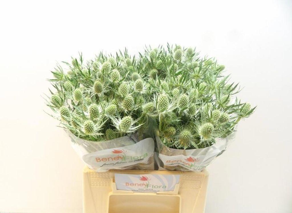 Срезанные цветы оптом Eryngium magical white lagoon от 40шт из Голландии с доставкой по России