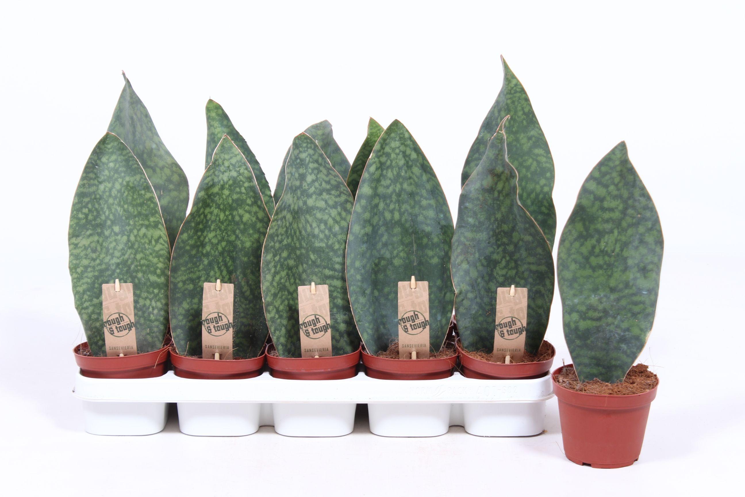 Горшечные цветы и растения оптом Sansevieria Victoria от 10шт из Голландии с доставкой по России