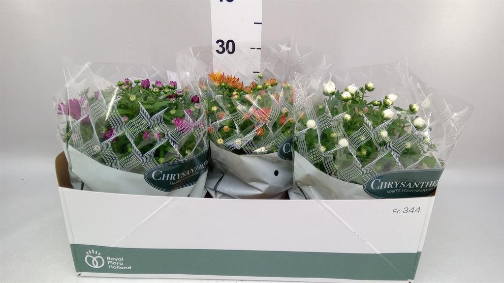 Горшечные цветы и растения оптом Chrysanthemum ..mix 6 от 3шт из Голландии с доставкой по России