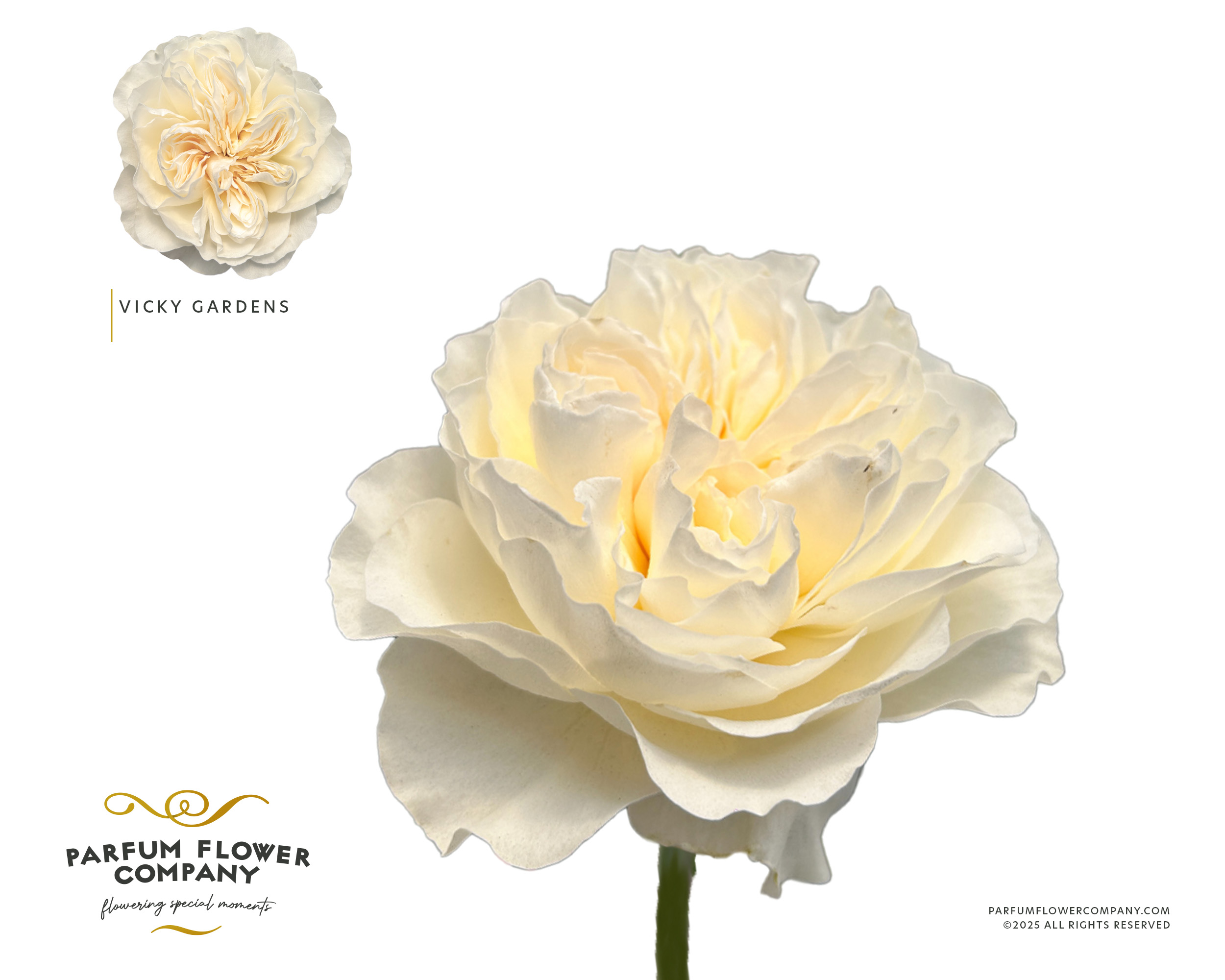 Срезанные цветы оптом Rosa garden vicky gardens от 24шт из Голландии с доставкой по России