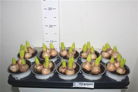 Горшечные цветы и растения оптом Hyacin White Pearl ** 3 Ppot ** от 10шт из Голландии с доставкой по России