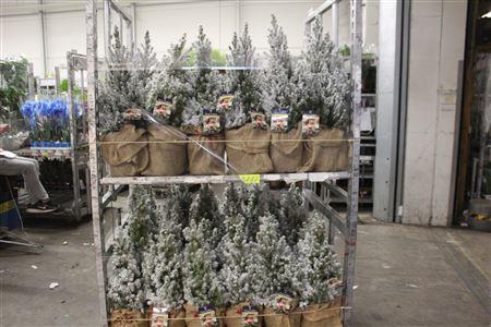 Горшечные цветы и растения оптом Picea Gl Conica Snow+ Jute Cover от 1шт из Голландии с доставкой по России