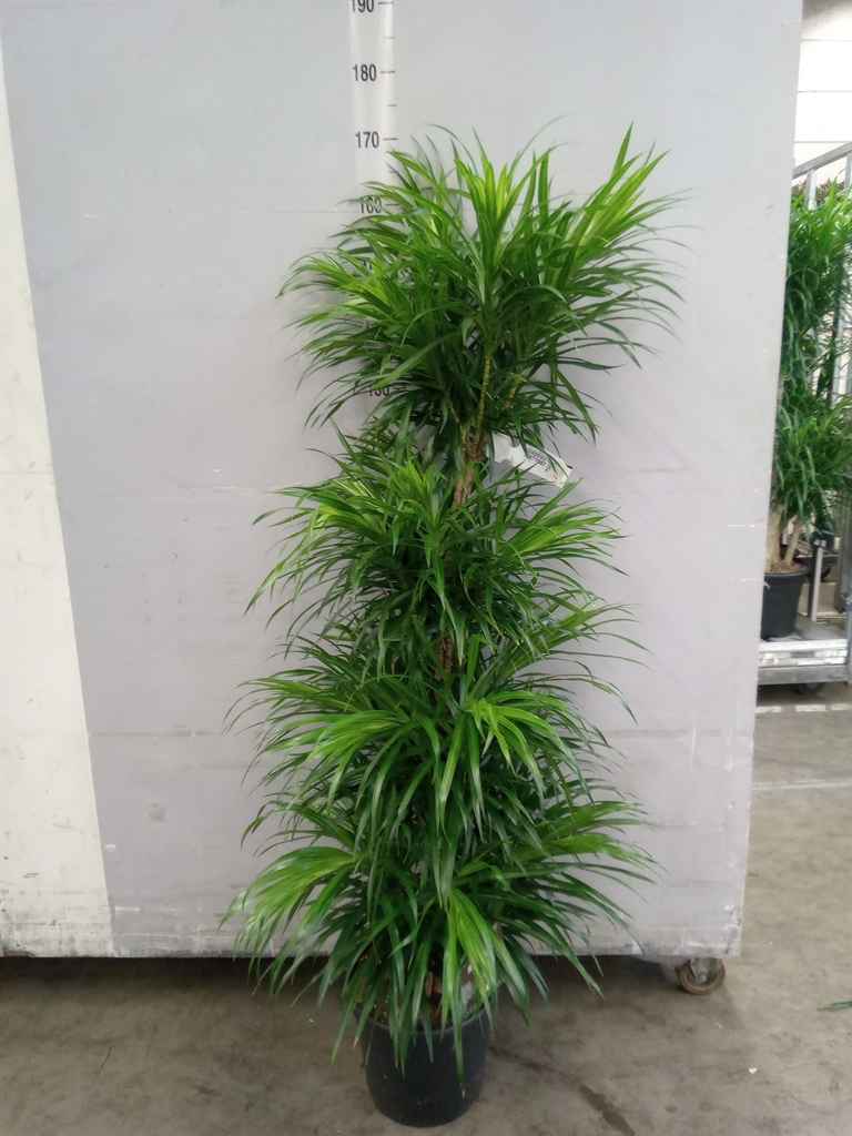 Горшечные цветы и растения оптом Dracaena Refl.   ... от 1шт из Голландии с доставкой по России