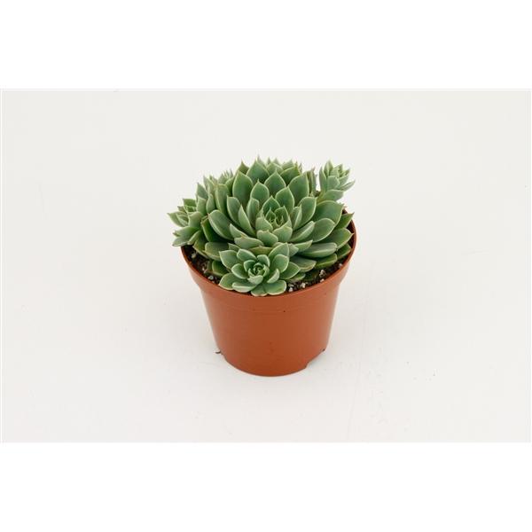 Горшечные цветы и растения оптом Echevieria Scorpio от 18шт (для телеги) из Голландии с доставкой по России