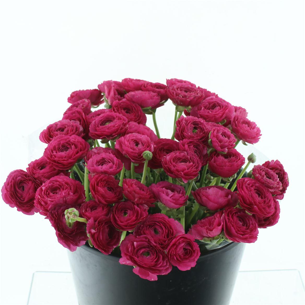 Срезанные цветы оптом Ranunculus mix in bucket от 50шт из Голландии с доставкой по России