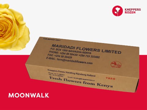 Срезанные цветы оптом Rosa large moonwalk от 440шт из Голландии с доставкой по России