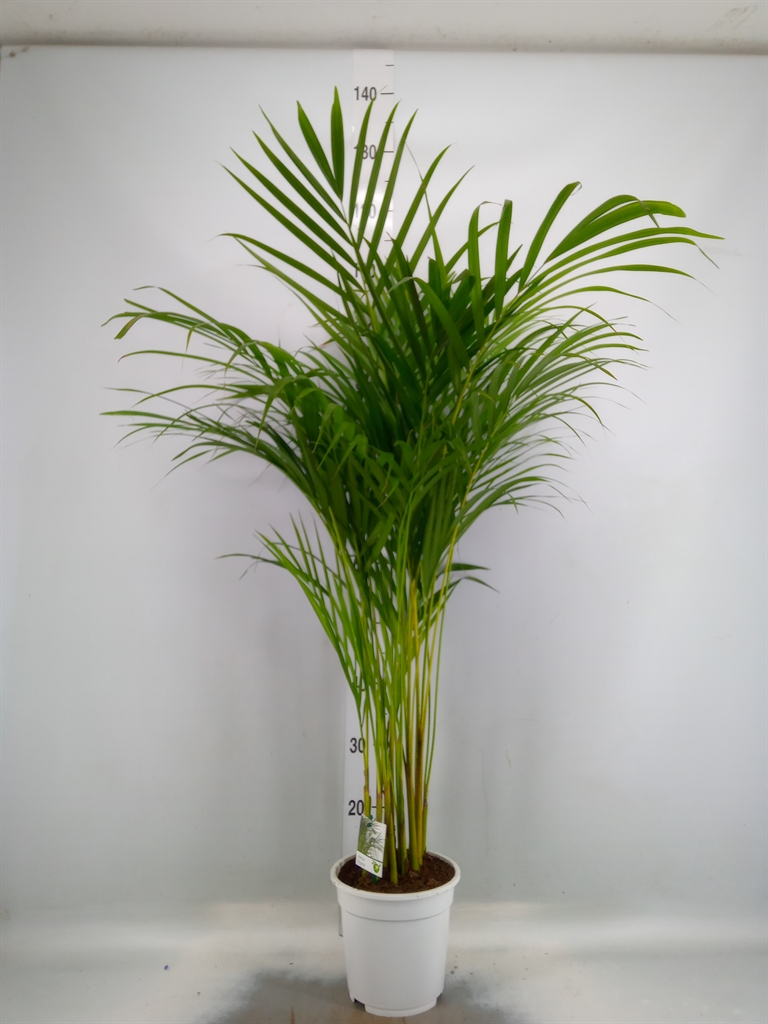Горшечные цветы и растения оптом Dypsis Lutescens   ...chrysalidoca от 2шт из Голландии с доставкой по России