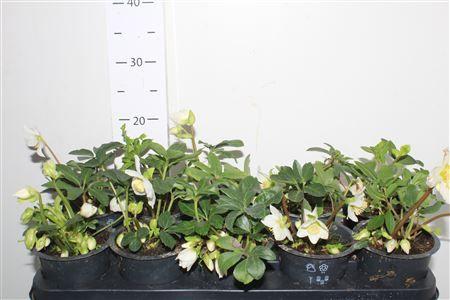 Горшечные цветы и растения оптом Hell Ni Happy Day 5-6 от 10шт из Голландии с доставкой по России