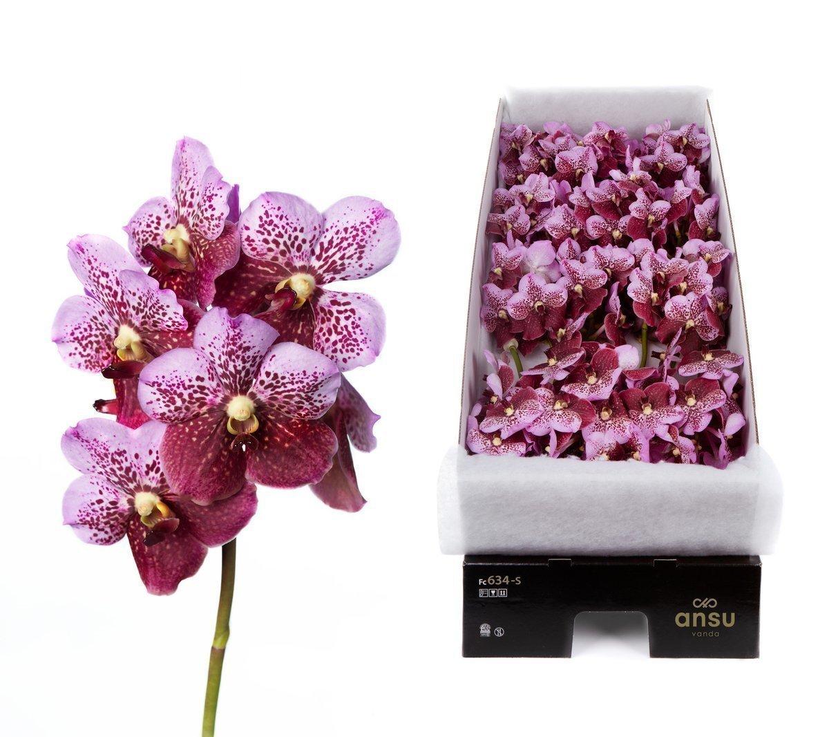 Срезанные цветы оптом Vanda divana pink and mahogany per stem от 5шт.. из Голландии с доставкой по России