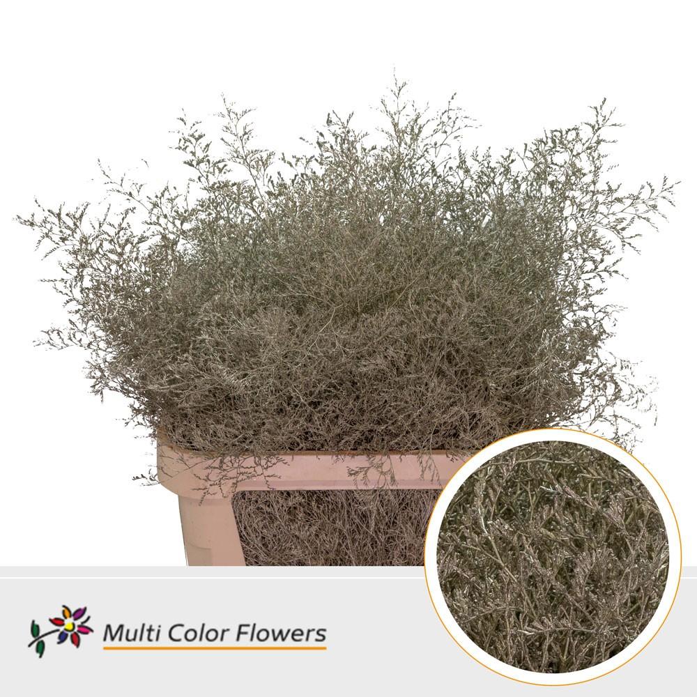Срезанные цветы оптом Limonium beltlaard paint metallic platina от 25шт из Голландии с доставкой по России