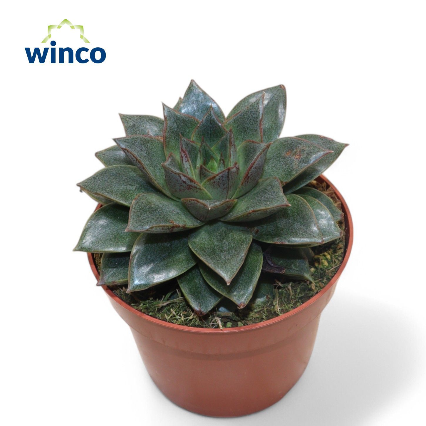 Горшечные цветы и растения оптом Echeveria Purpurea от 10шт из Голландии с доставкой по России