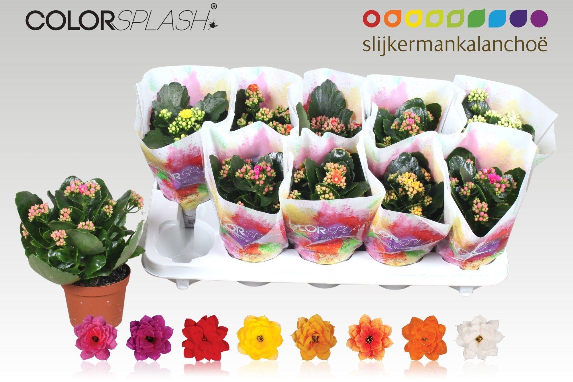 Горшечные цветы и растения оптом Kal Ge Gem 7 Kl от 10шт из Голландии с доставкой по России